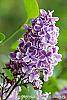 Syringa vulgaris 'Sensation' flowers