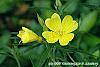 Calylophus berlandieri 'Summer Gold' flowers