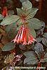 Fuchsia triphylla flowers
