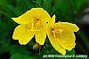Oenothera 'InnOeno131' (Lemon Drop PBR) flowers