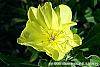 Oenothera macrocarpa flowers