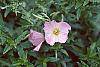 Oenothera speciosa flowers