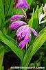 Bletilla striata flowers
