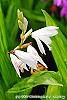 Bletilla striata 'Alba' flowers