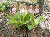 Cypripedium acaule habit