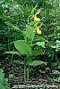 Cypripedium calceolus habit