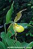 Cypripedium calceolus flowers