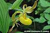 Cypripedium calceolus flowers