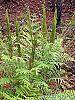 Osmunda cinnamomea habit