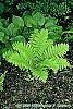 Osmunda claytonia habit