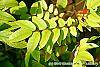 Averrhoa carambola leaves