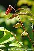 Averrhoa carambola leaves