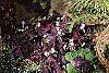 Oxalis regnellii var. atropurpurea habit