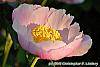 Paeonia 'Belvedere Princess' flowers