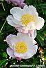 Paeonia 'Belvedere Princess' flowers