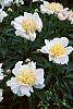 Paeonia 'Krinkled White'