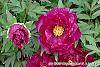 Paeonia 'Hana-Daigan' flowers