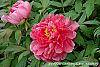 Paeonia 'Hatsu-Hinode' flowers