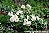 Paeonia 'Hira-No-Yuki' habit