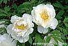 Paeonia 'Hira-No-Yuki' flowers