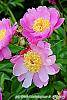 Paeonia 'Aurora Sunrise' flowers