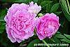 Paeonia 'Dinner Plate' flowers