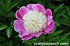 Paeonia 'Embraceable' flowers