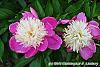Paeonia 'Embraceable' flowers