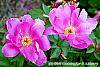 Paeonia 'Magenta Gem' flowers