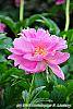 Paeonia 'Paree Fru Fru' flowers