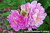 Paeonia 'Pink Kisses' flowers