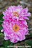 Paeonia 'Pink Kisses' flowers