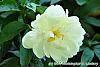 Paeonia 'Prairie Moon' flowers