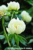 Paeonia 'Prairie Moon' flowers