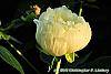 Paeonia 'Prairie Moon' flowers