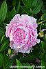 Paeonia 'Pillow Talk' flowers
