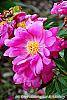 Paeonia 'Roland' flowers
