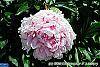 Paeonia lactiflora 'Sarah Bernhardt' flowers