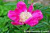 Paeonia 'Spiffy' flowers
