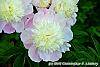 Paeonia 'Touch of Class' flowers