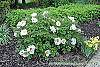 Paeonia 'Rock's Variety' habit