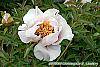 Paeonia 'Rock's Variety' flowers