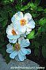 Paeonia suffruticosa 'Qing Xiang Bai' flowers