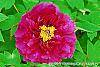 Paeonia suffruticosa 'Zi Qiao' flowers
