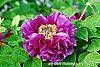 Paeonia suffruticosa 'Zi Qiao' flowers