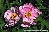 Paeonia suffruticosa 'Zhu Sha Lei' flowers