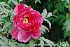 Paeonia 'Taiya'
