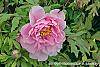 Paeonia 'Taisho-No-Hokuri' flowers