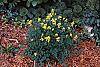 Corydalis lutea