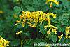 Corydalis lutea flowers